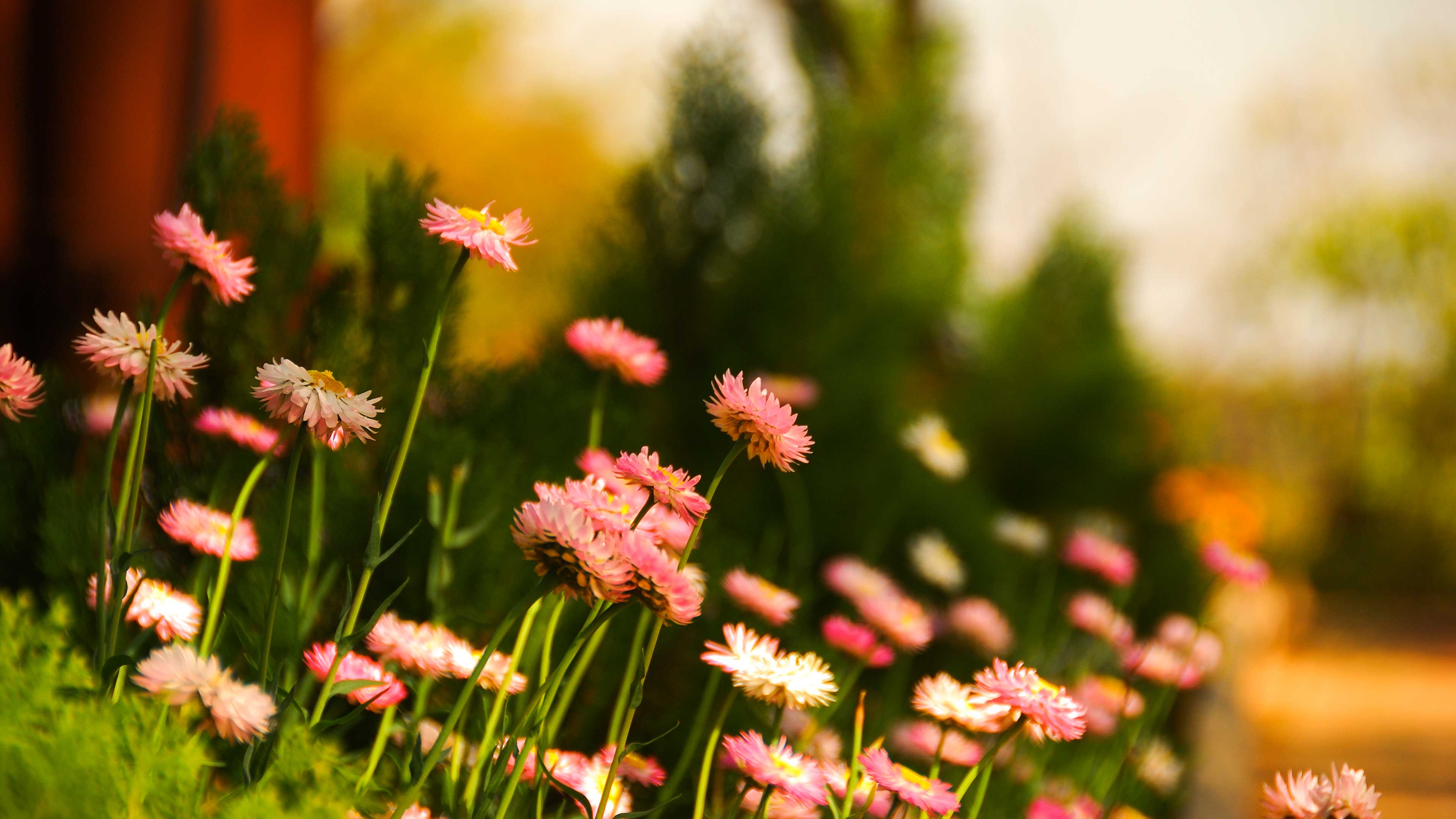 perfect flower shot